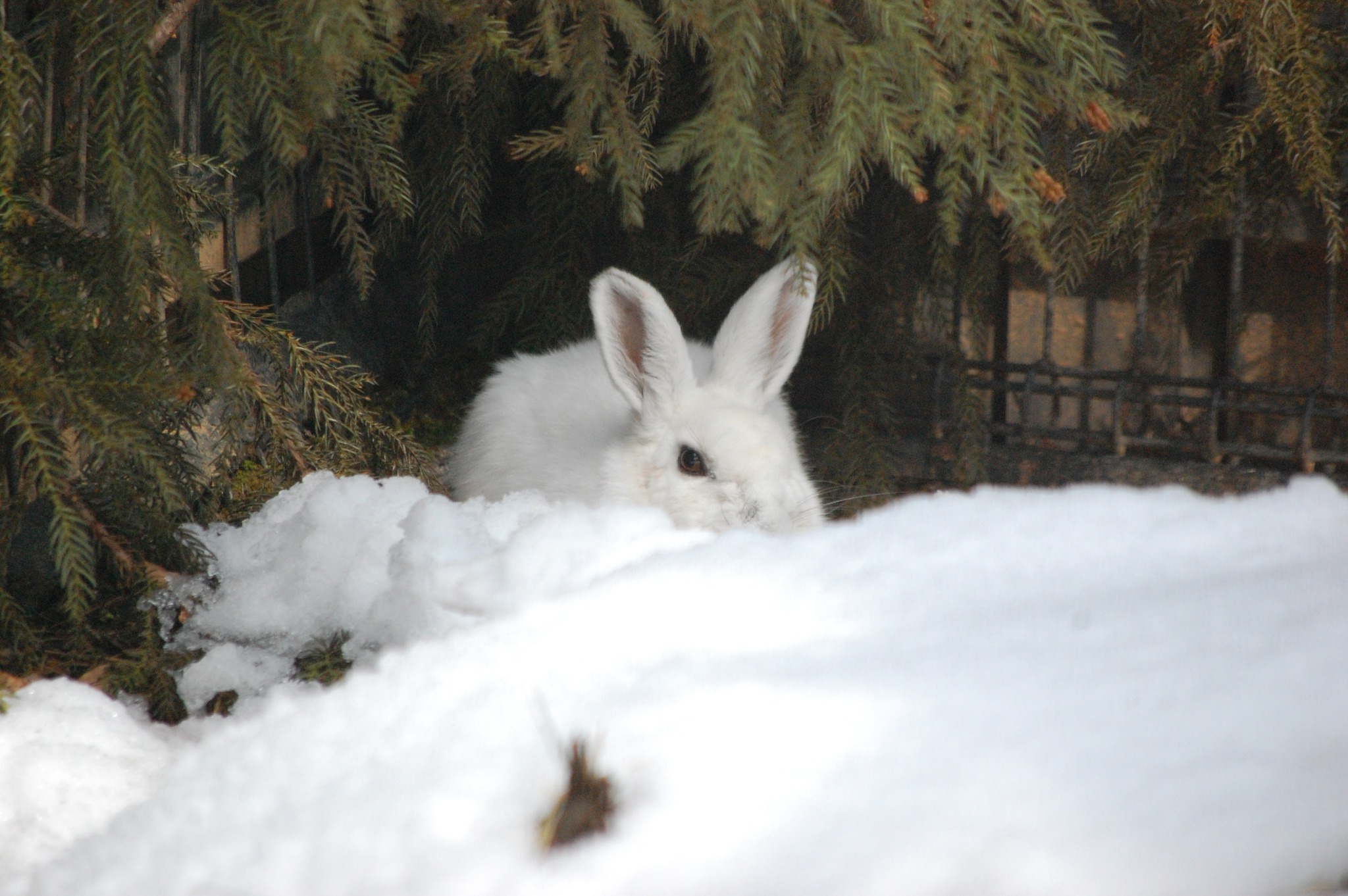トウホクノウサギが、雪と化しています。 まだ真っ白の冬毛ですが