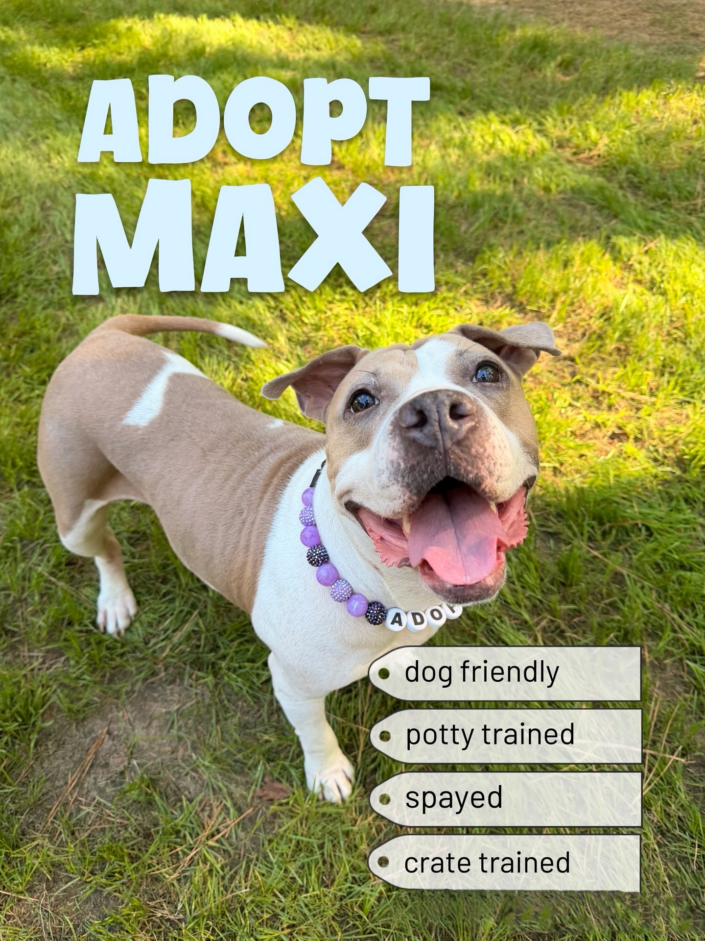 Adopt Raleigh