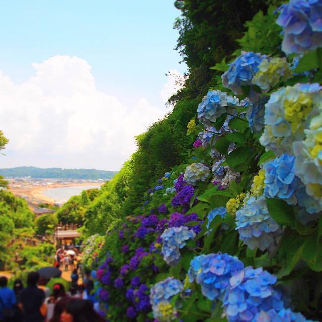 旅遊快搜 踏上七彩紫陽花的階級觀賞大海景色與紫陽花的構圖 這是東京賞紫陽花 Facebook
