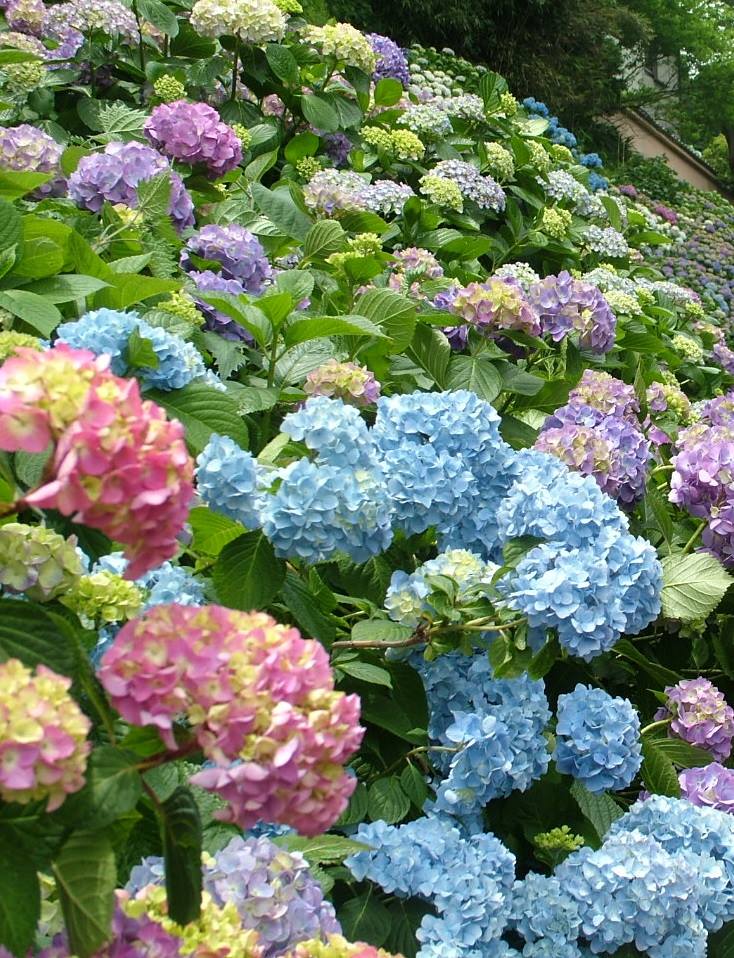 旅遊快搜 踏上七彩紫陽花的階級觀賞大海景色與紫陽花的構圖 這是東京賞紫陽花 Facebook