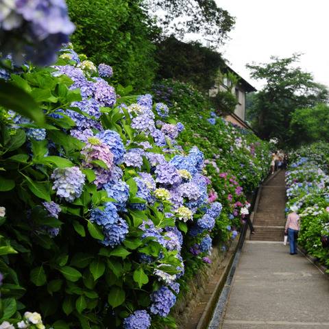 旅遊快搜 踏上七彩紫陽花的階級觀賞大海景色與紫陽花的構圖 這是東京賞紫陽花 Facebook