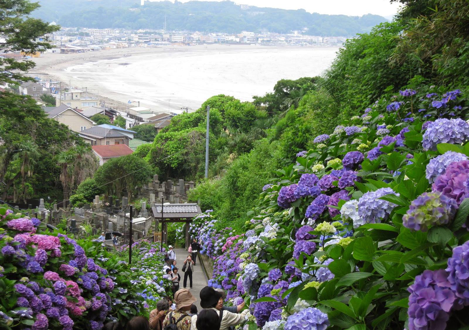 旅遊快搜 踏上七彩紫陽花的階級觀賞大海景色與紫陽花的構圖 這是東京賞紫陽花 Facebook
