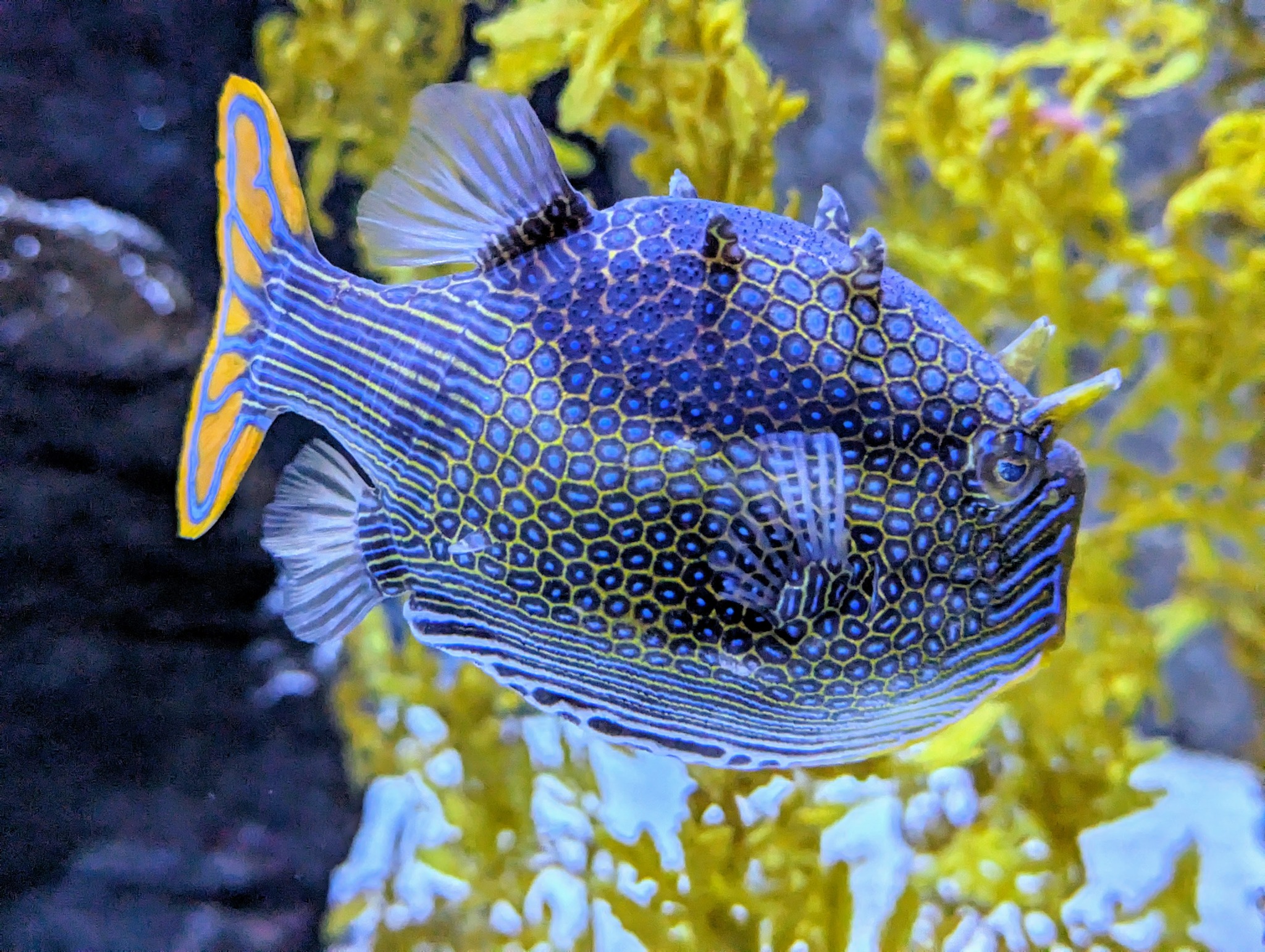 aquarium box fish Cubicus Boxfish: Saltwater for Marine Aquariums  LiveAquaria Scribbled Boxfish: Female - Miscellaneous