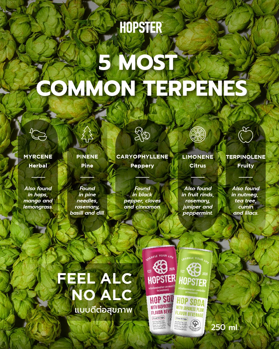 Hopster - Hops (Terpanes) มีกลิ่นอะไรบ้าง? ... | Facebook