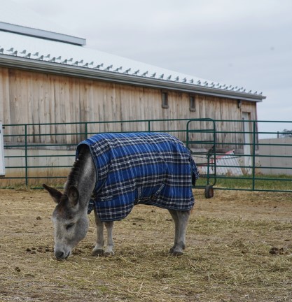 Fun fact Friday! Baby mini donkeys wear a size large in dog coats