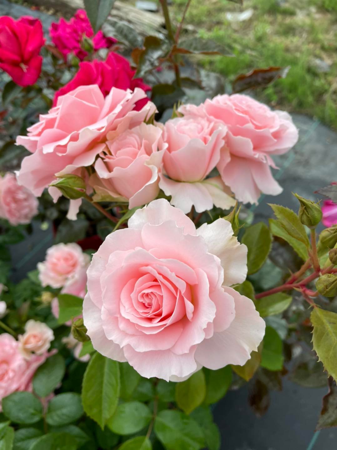 La... - La Ferme aux Roses/ Pépinière Roseraie Blanchais