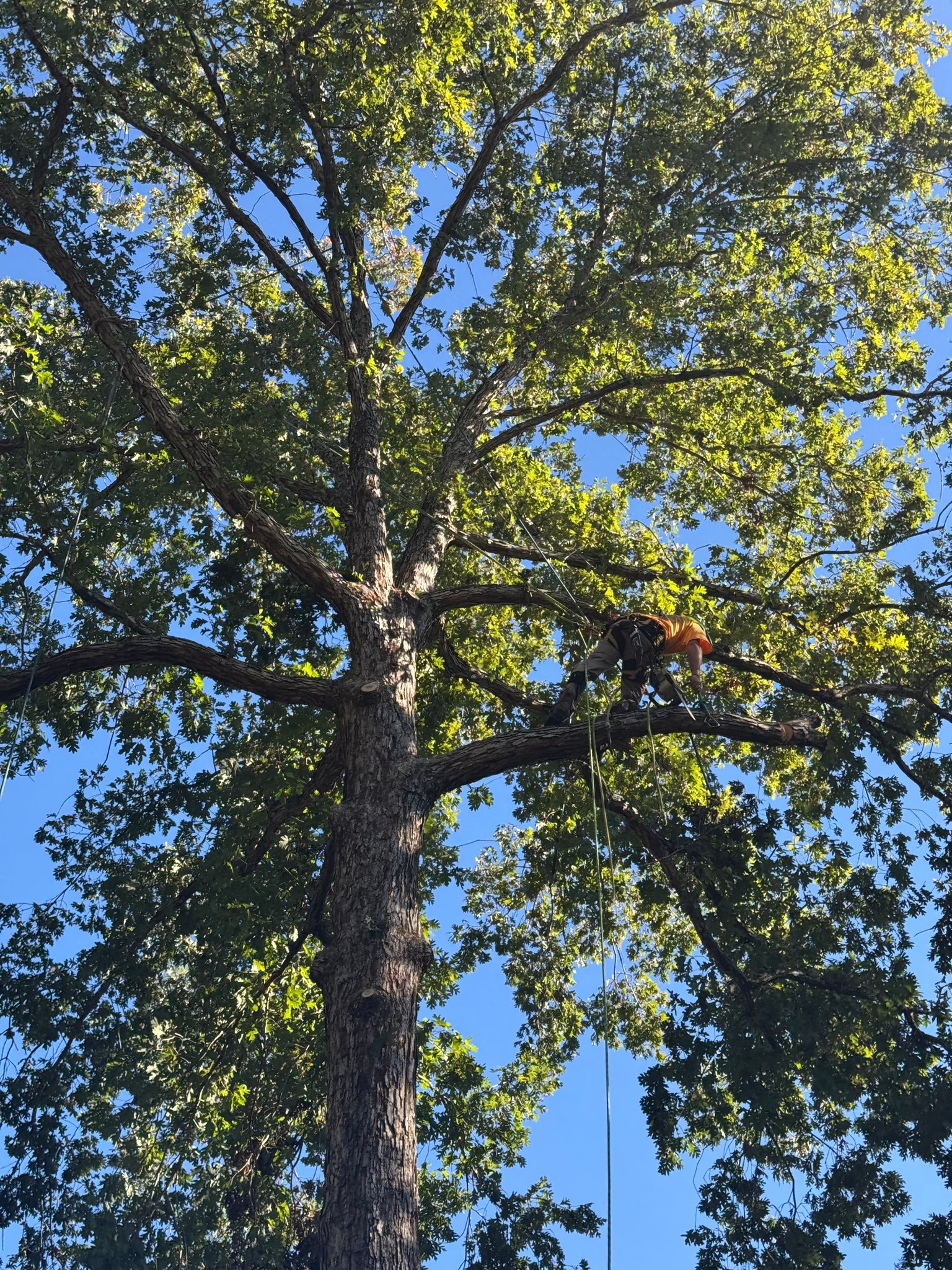 Liberty Tree Service | Catawba SC