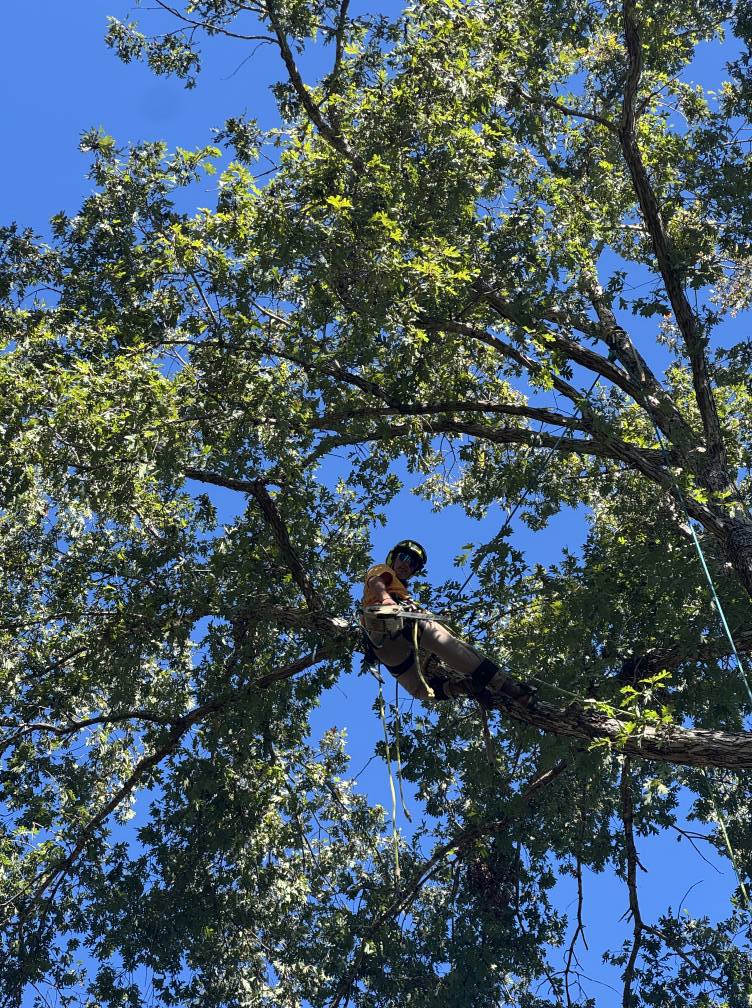 Liberty Tree Service | Catawba SC