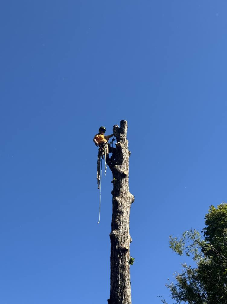 Liberty Tree Service | Catawba SC