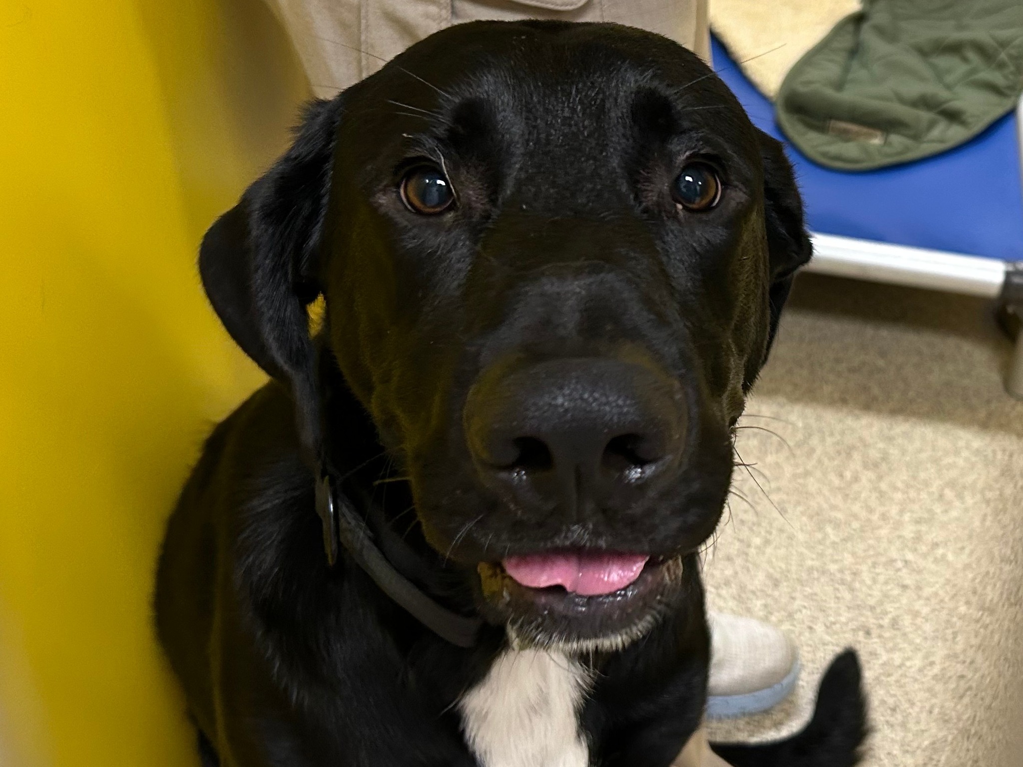 Ames - Update: He was reunited with his family! Do you recognize this ...