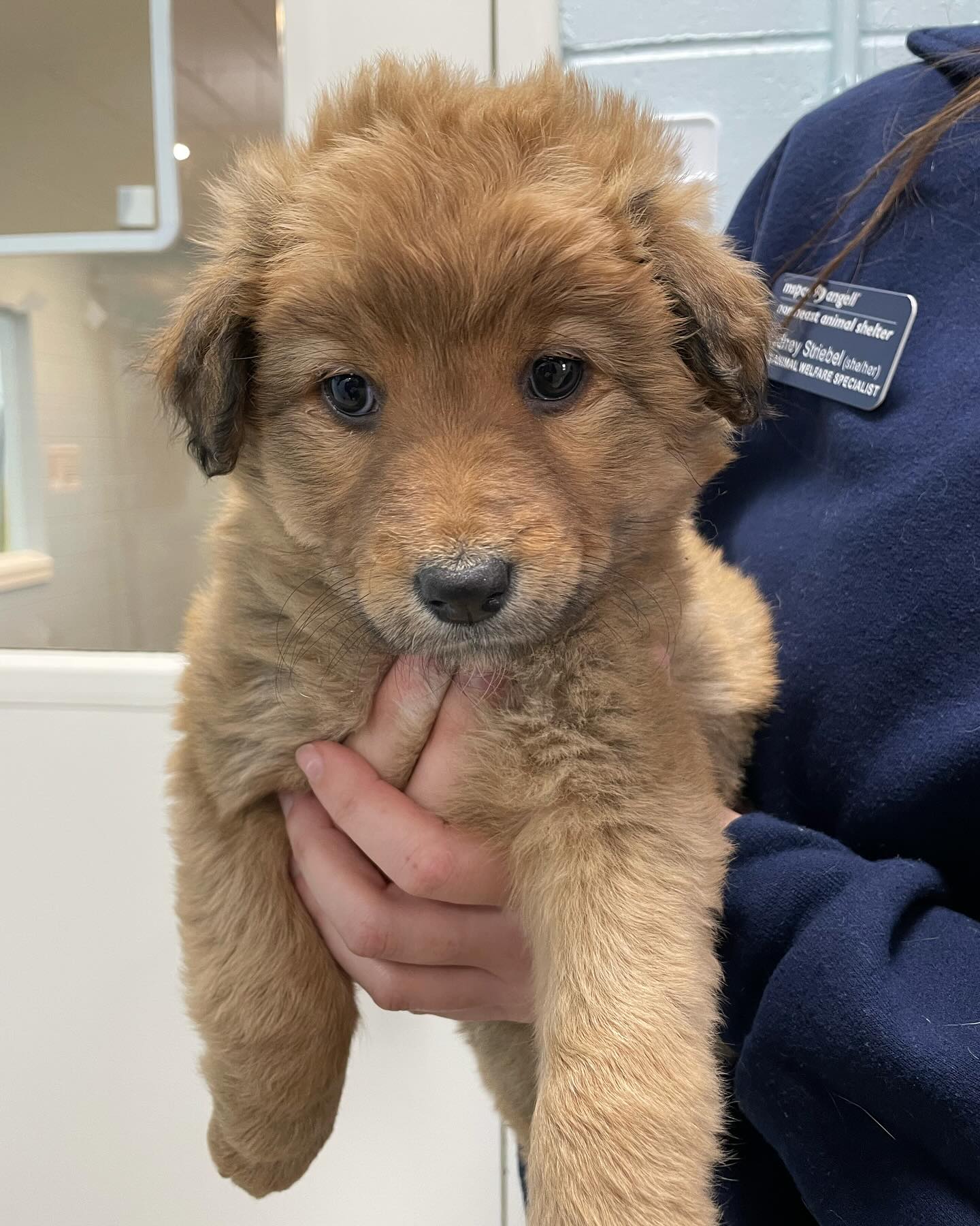 ALL of these puppies have been adopted Watch our website for more puppies in the future mspca org adoptadog Shmuppy, wuppy, puppies We have some smooshy wooshies available at Northeast Animal Shelter just