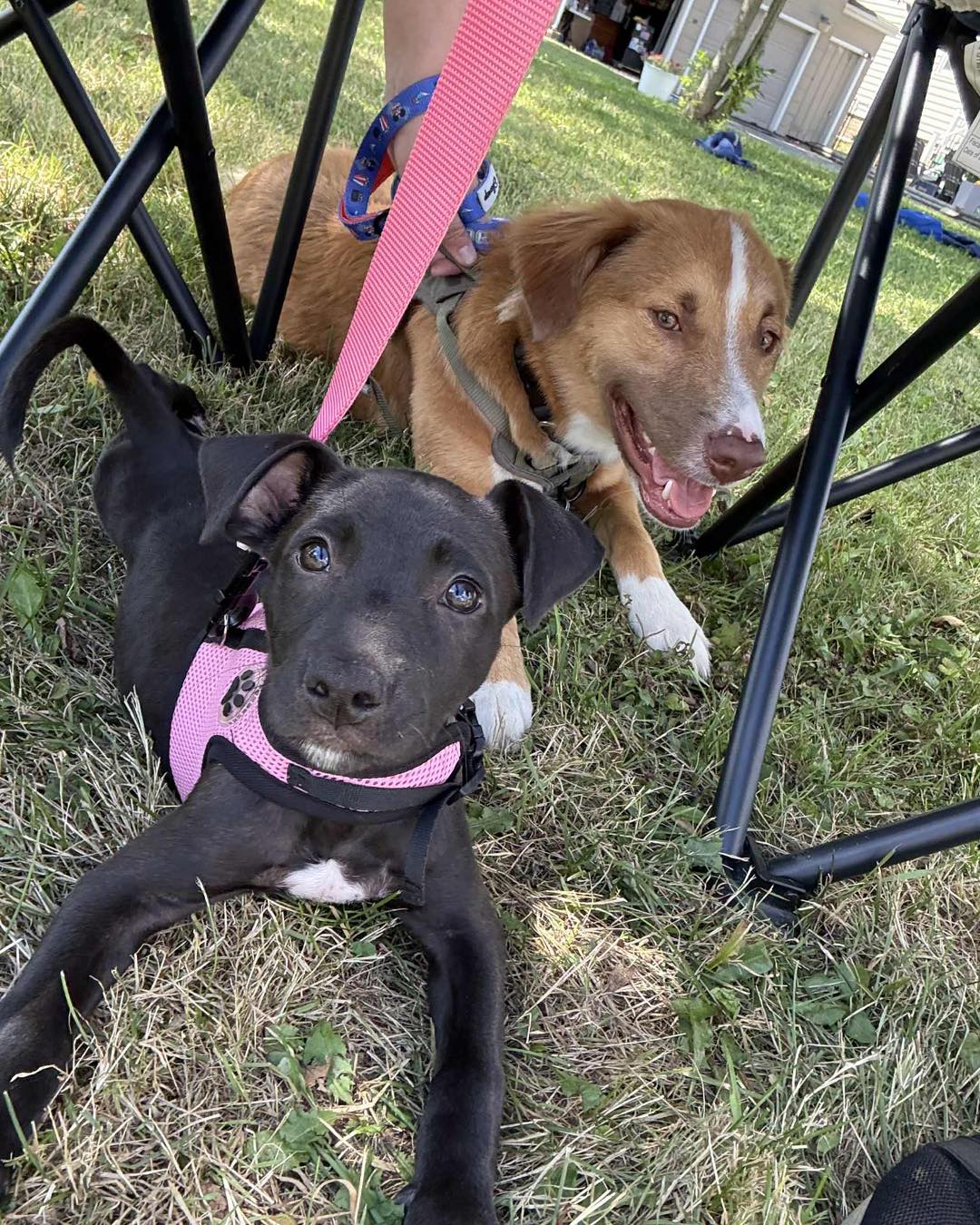 Buddy's Second Chance... - Buddy's Second Chance Rescue
