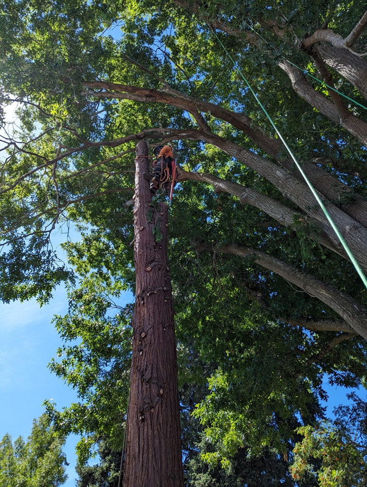 Yost Tree Service