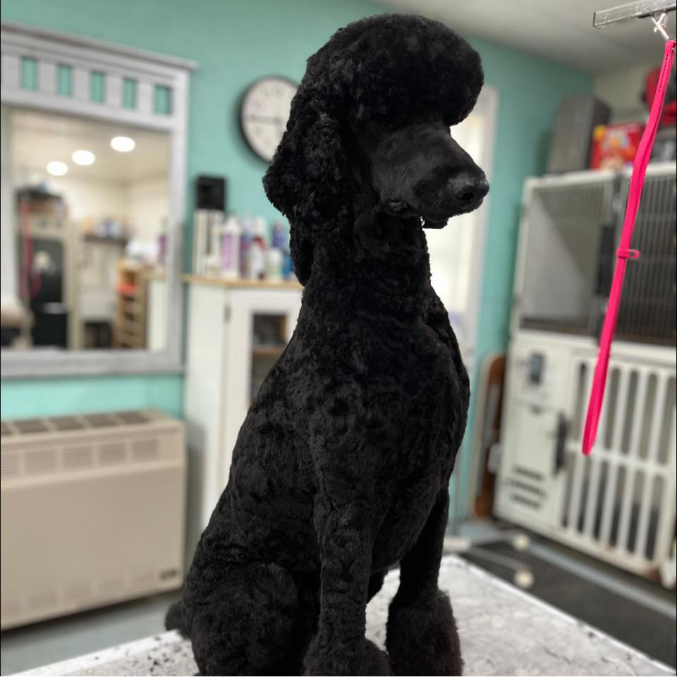 Town & Country Pet Grooming Goshen NY