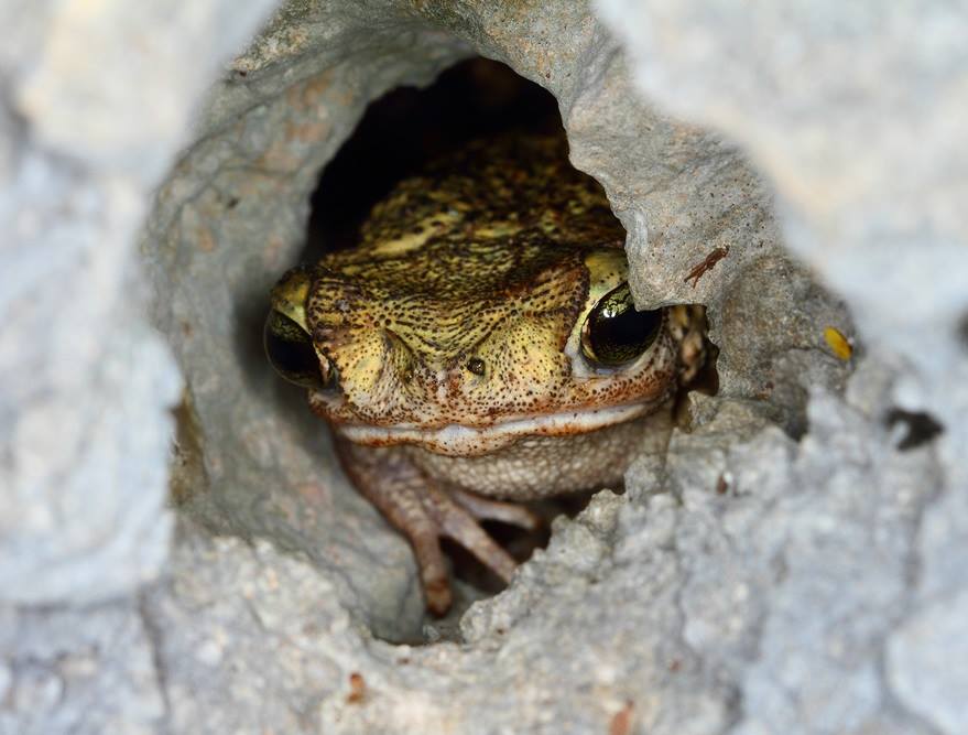 Novataxa | Species New to Science - In Search of #Hispaniola’s Mystery ...
