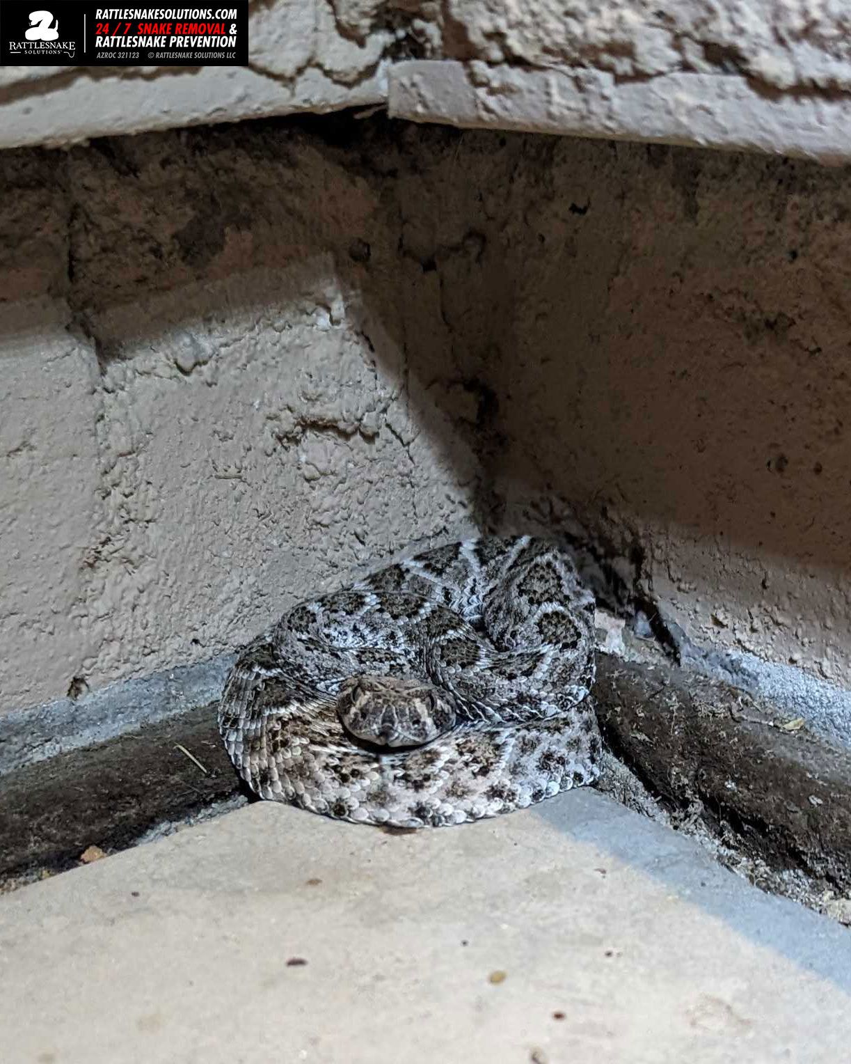 Rattlesnake - This tiny baby Western Diamondback Rattlesnake was found ...