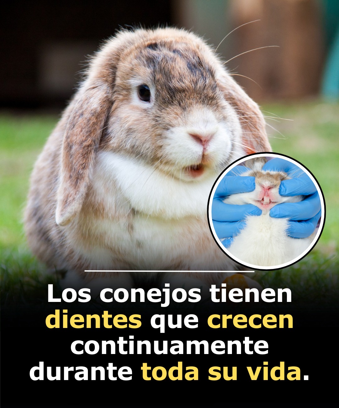 Somos - Los conejos tienen dientes que nunca dejan de crecer porque son ...