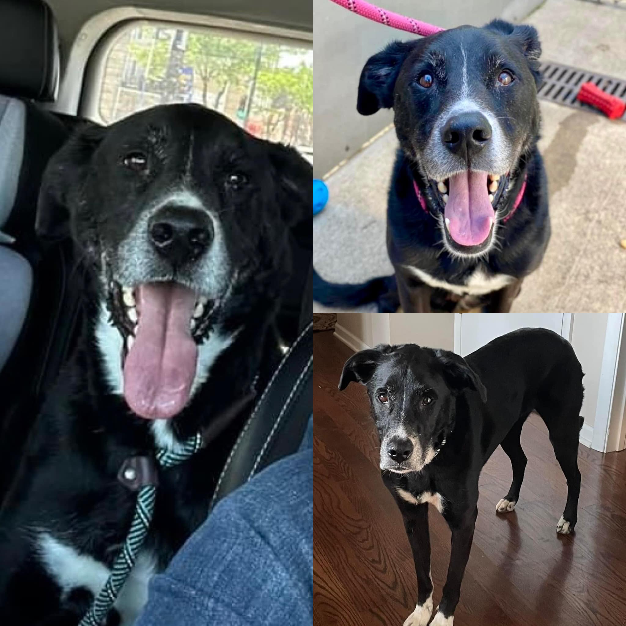Meet Wally. This 5 yr old, 56 lb... - Chicagoland Lab Rescue
