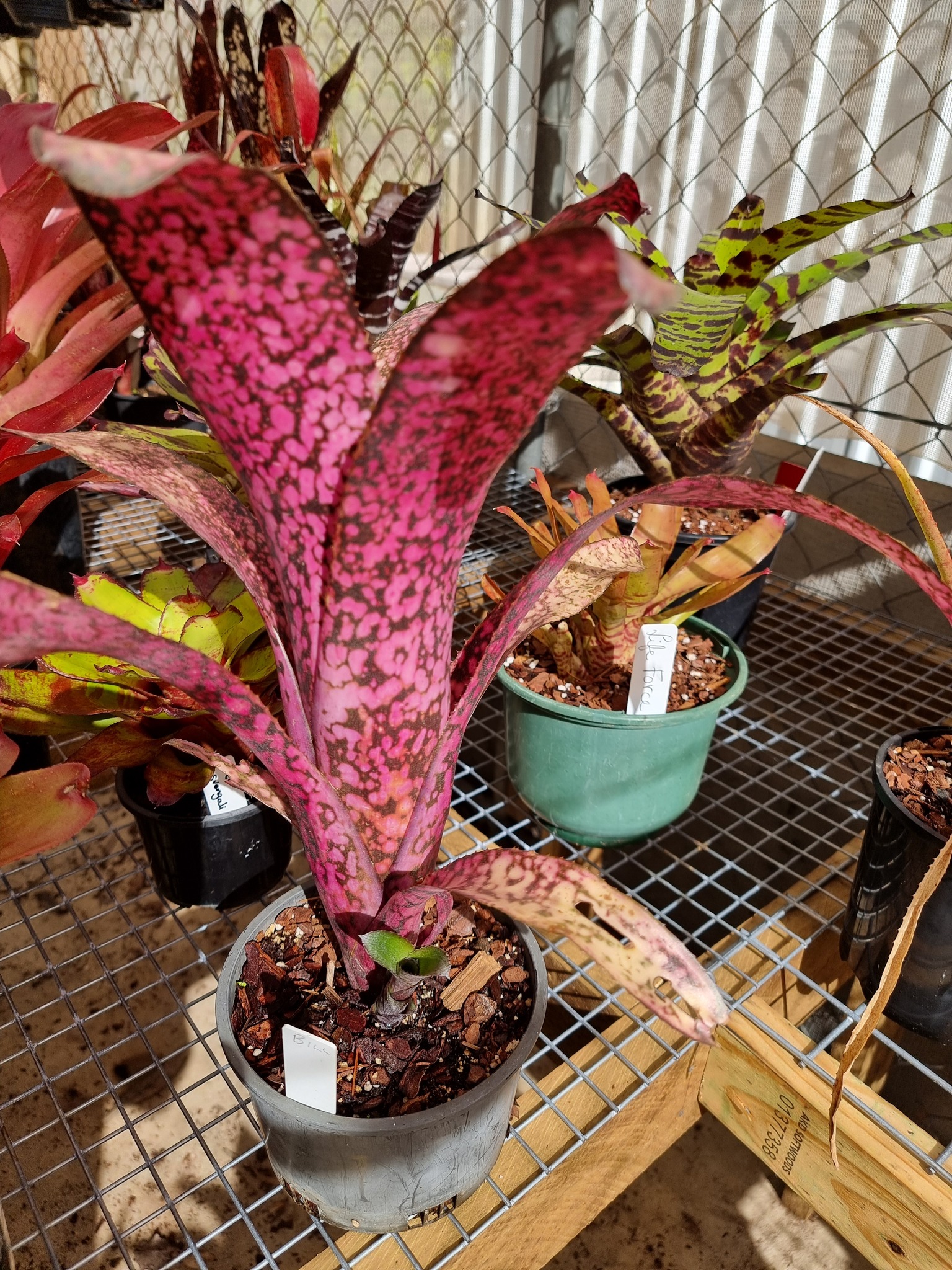 Billbergia Kawana Joy ブロメリア・エアープランツ Billbergia Kawana