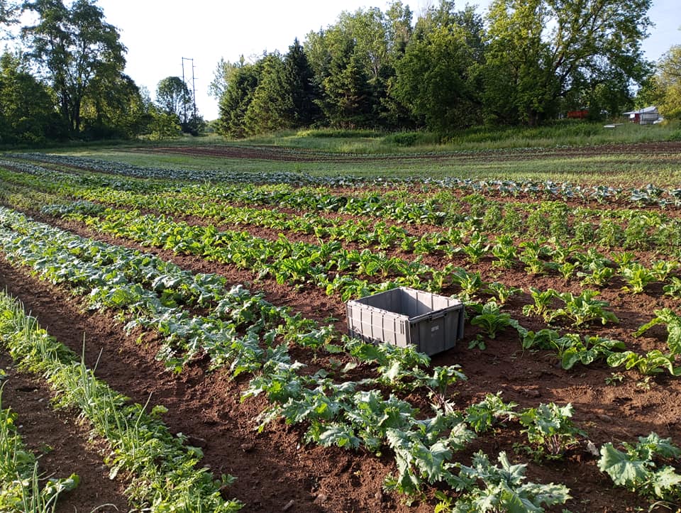 Freedom Rains Farm | Pulaski NY