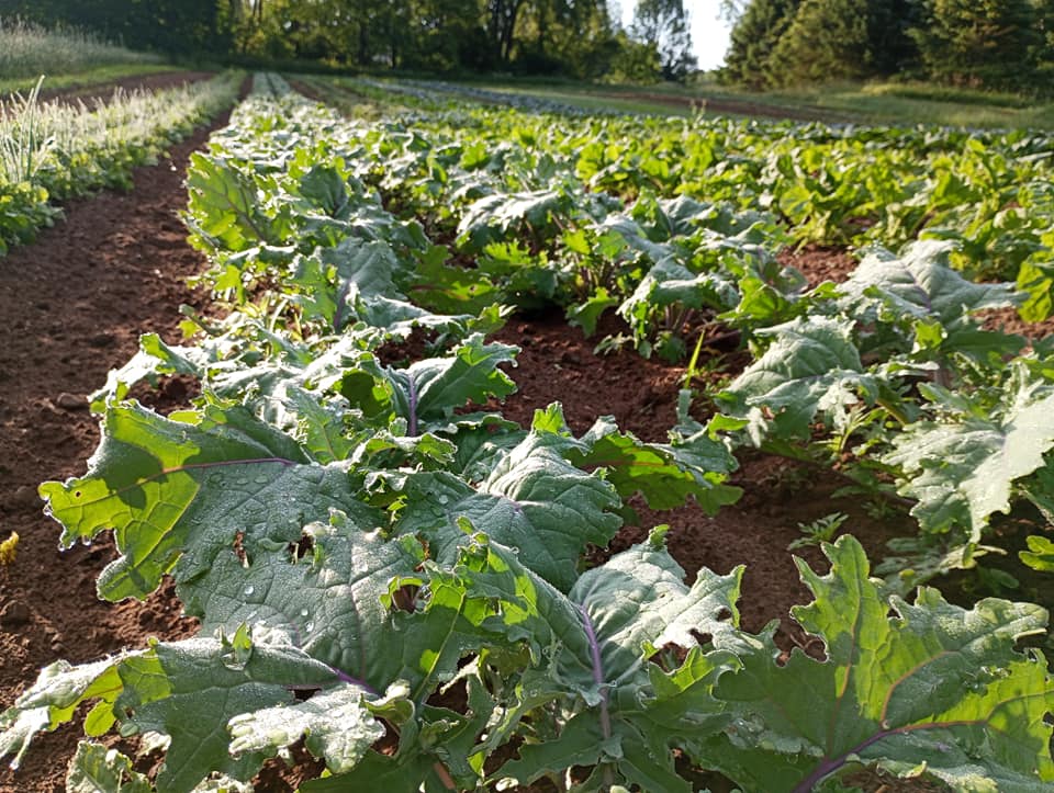 Freedom Rains Farm | Pulaski NY