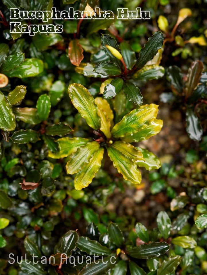 Bucephalandra Kapuas Hulu aquatic plant species