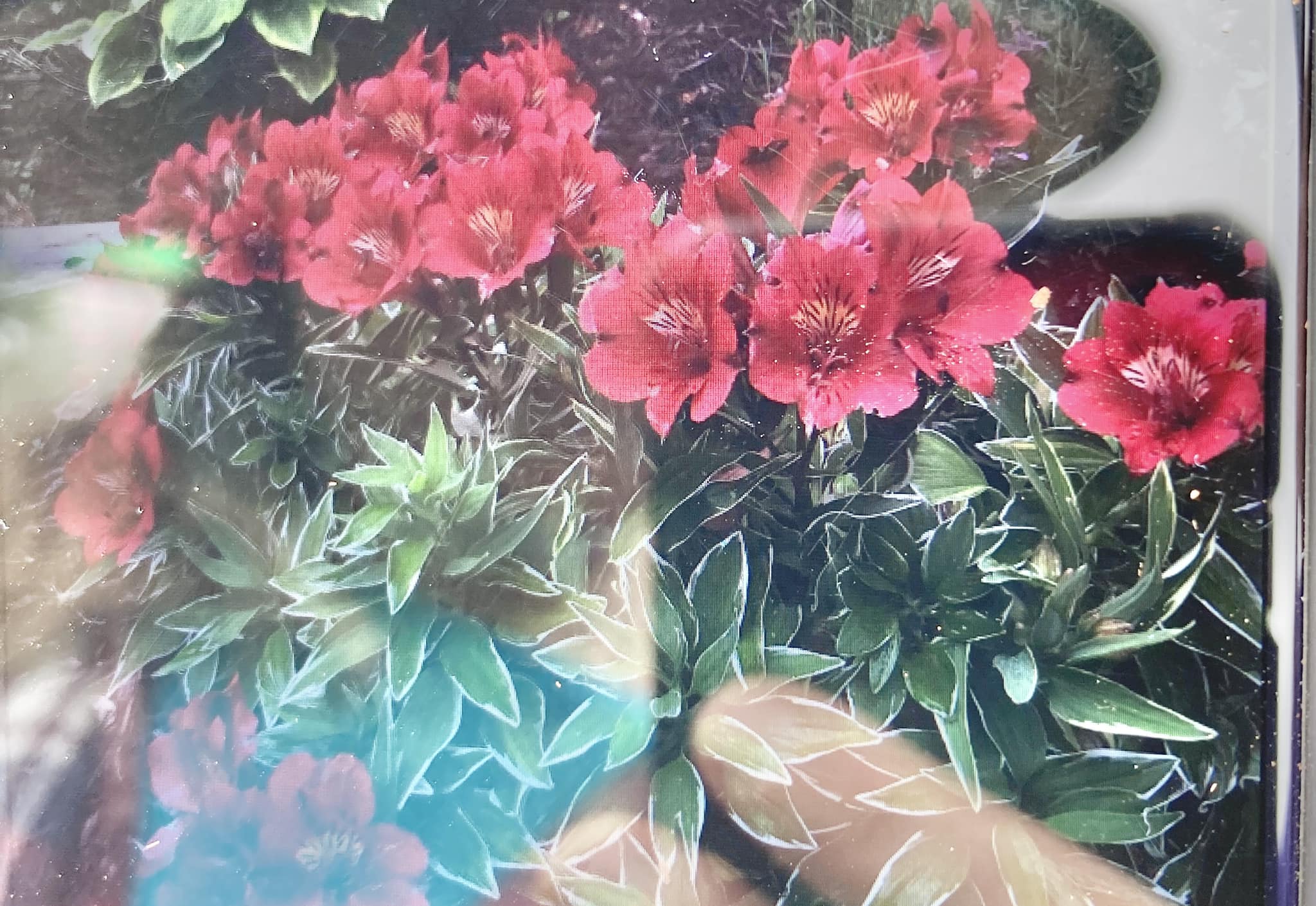 What type of hardy lily is found in Oak Ridge, Tennessee?