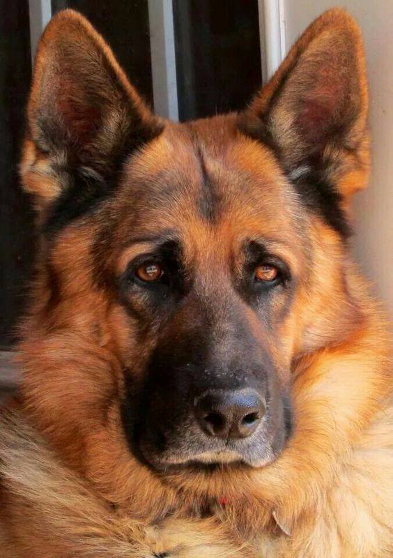 Berger Allemand Vs Berger Allemand Vs Dobermann Facebook