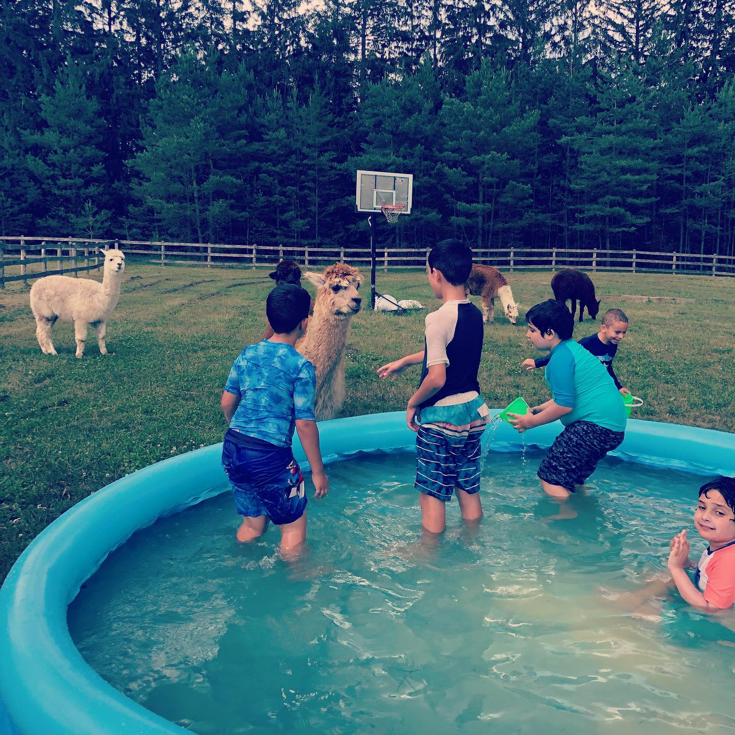 Our learners had so much fun... - The Crystal Ladder Ranch | Facebook