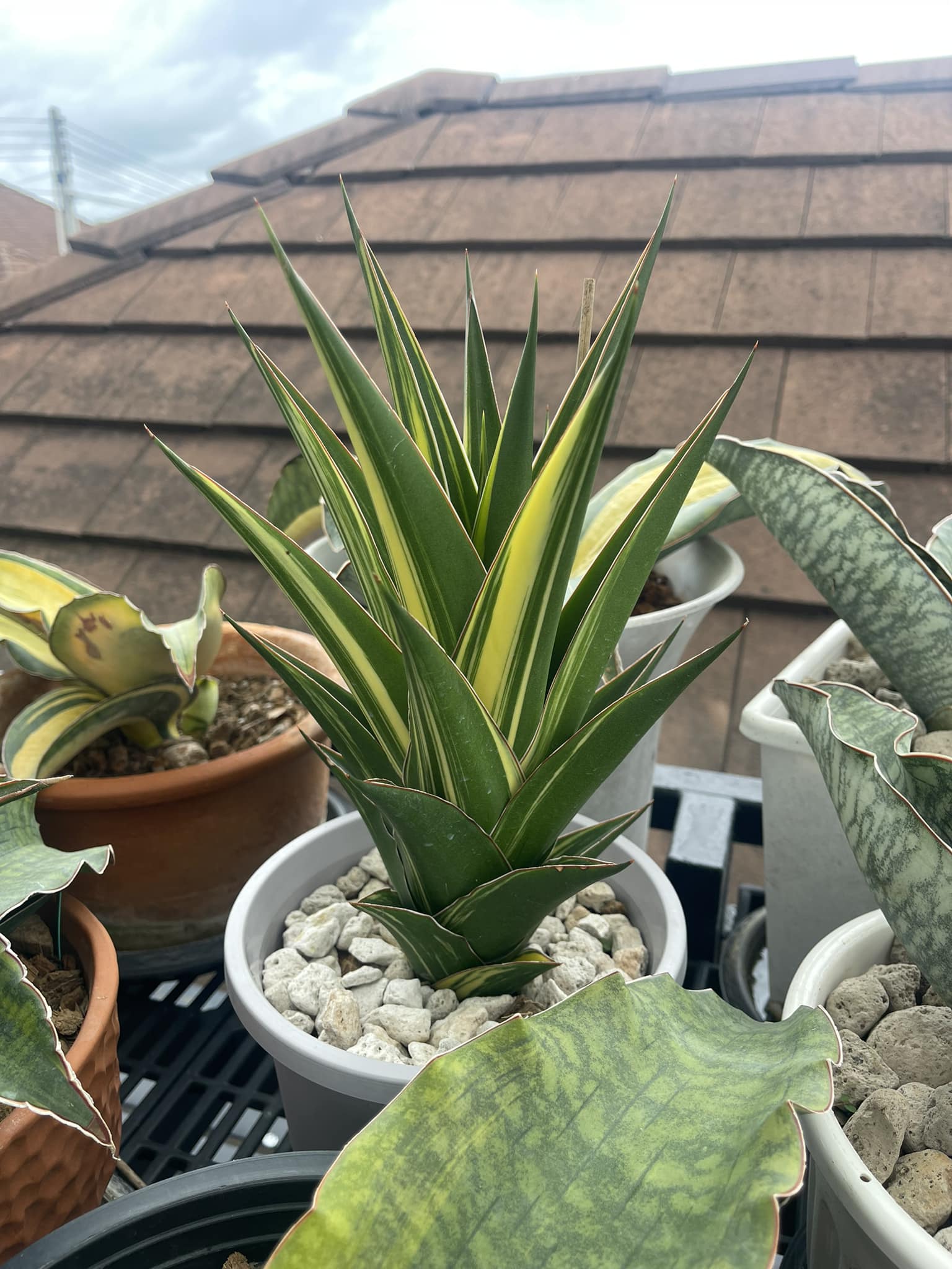 Tiger Blue V. #ohmyplants #sansevieria #sansevierialovers