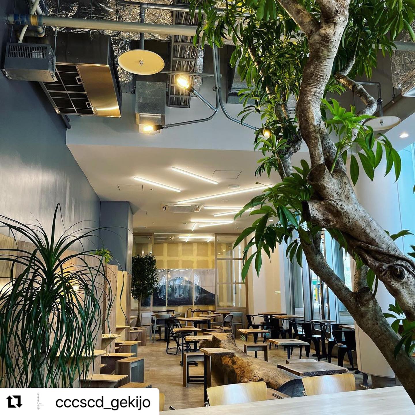 CCCSCD - 本日も多くのお客様にご来店いただきありがとうございました！ さて、お知らせです📢 シファカの新店舗 「CCCSCD ゲキ ...