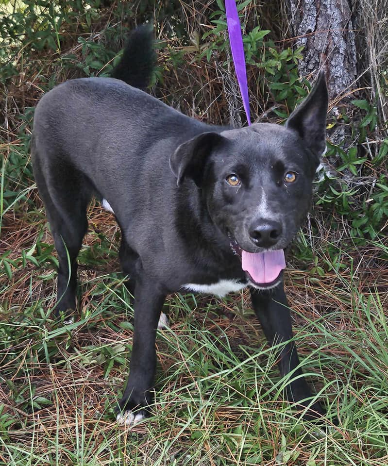 🌟Hi I’m Max! 🌟 After being... - Project Hope Animal Rescue | Facebook