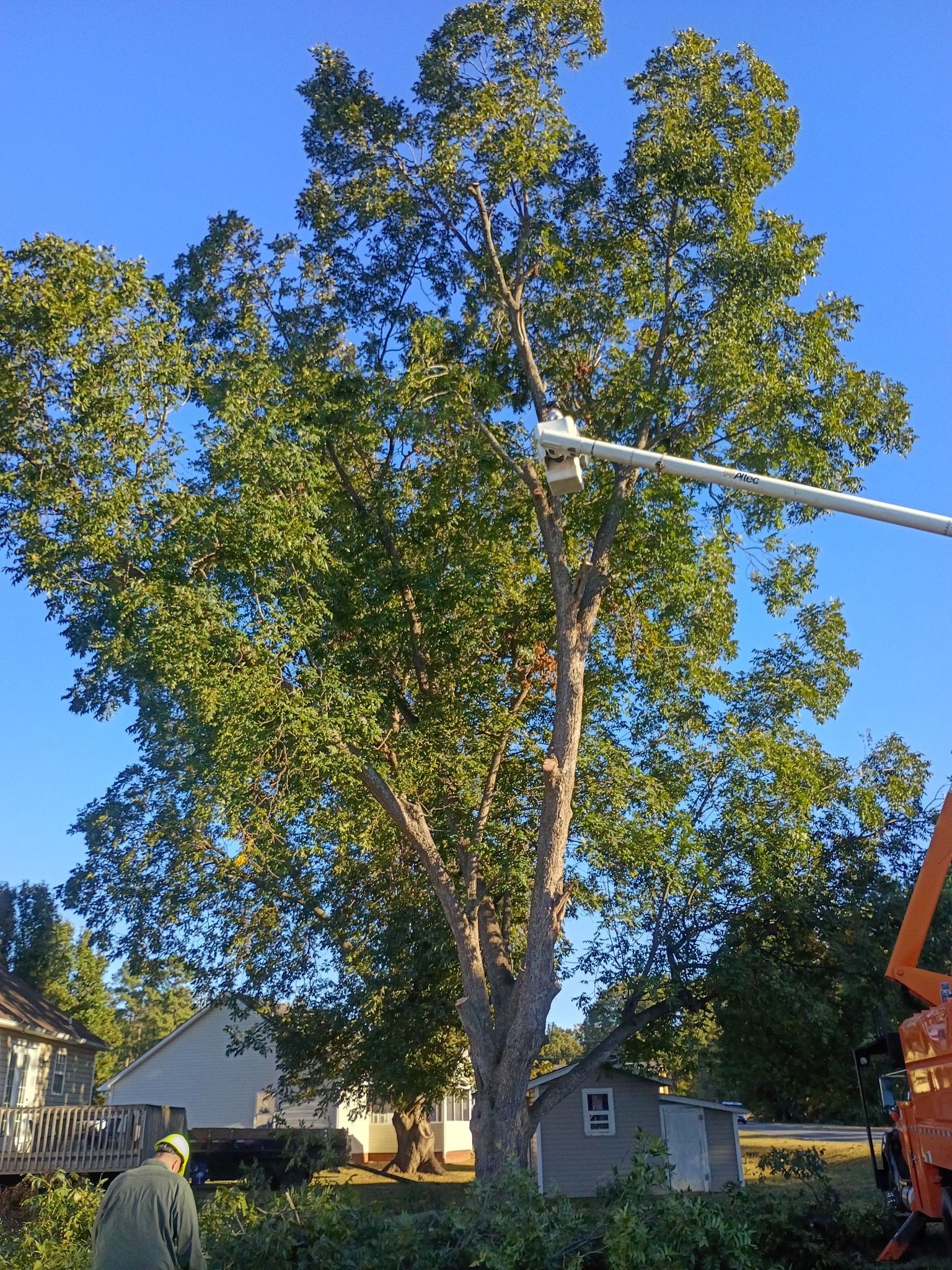 Liberty Tree Service | Catawba SC