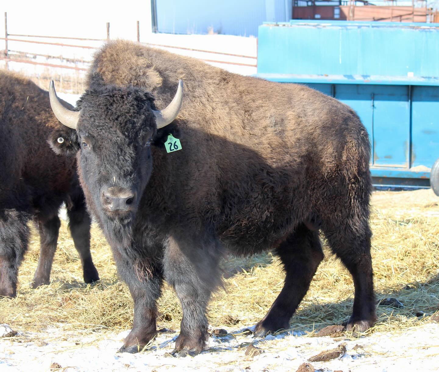 No Borders Sale 2024 🦬 Introducing... - Bison Ridge Farms
