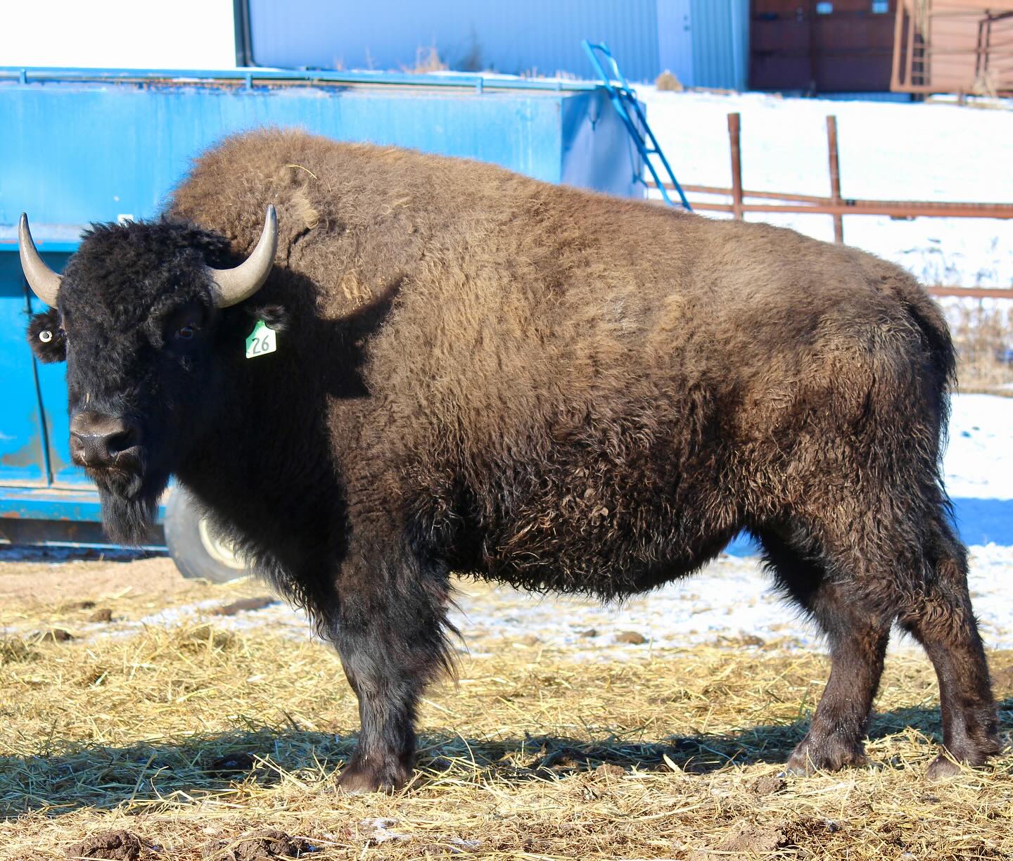 No Borders Sale 2024 🦬 Introducing... - Bison Ridge Farms