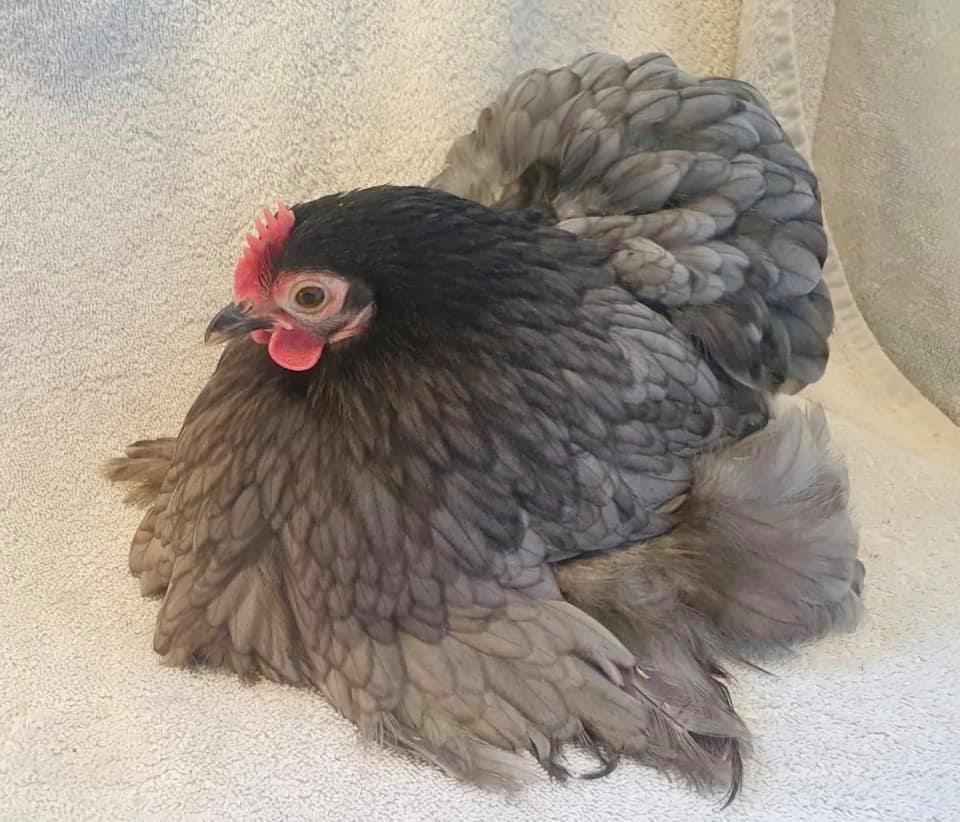 Springwell poultry