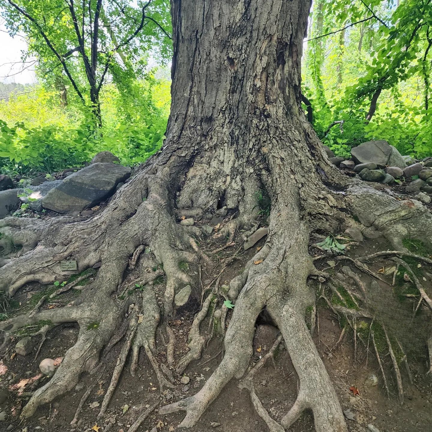 Yoga - I absolutely loved this tree. Roots exposed yet still standing ...