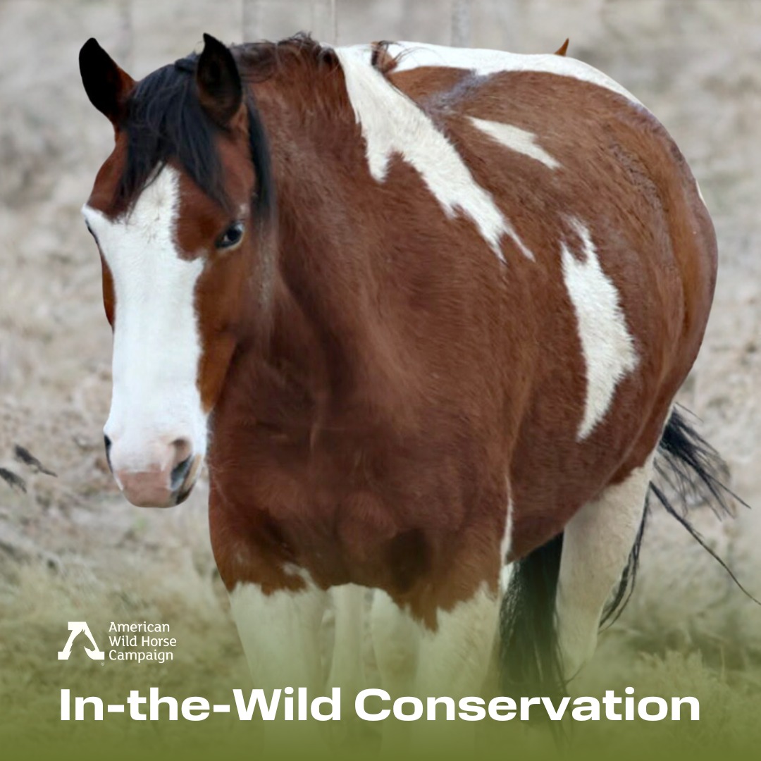 For the past four... - American Wild Horse Conservation | Facebook