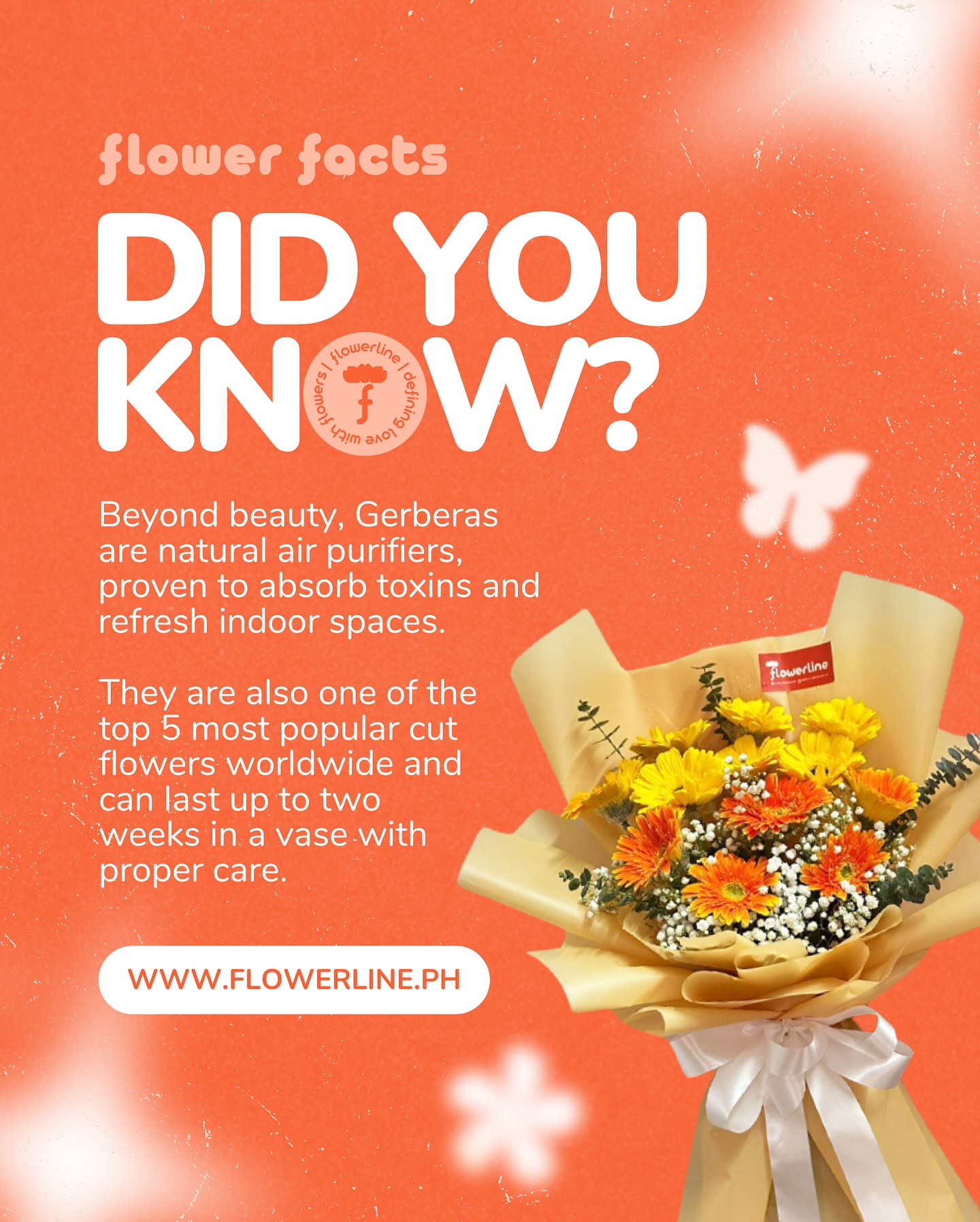 DID YOU KNOW? 👀 Gerberas aren’t... - Flowerline Philippines | Facebook