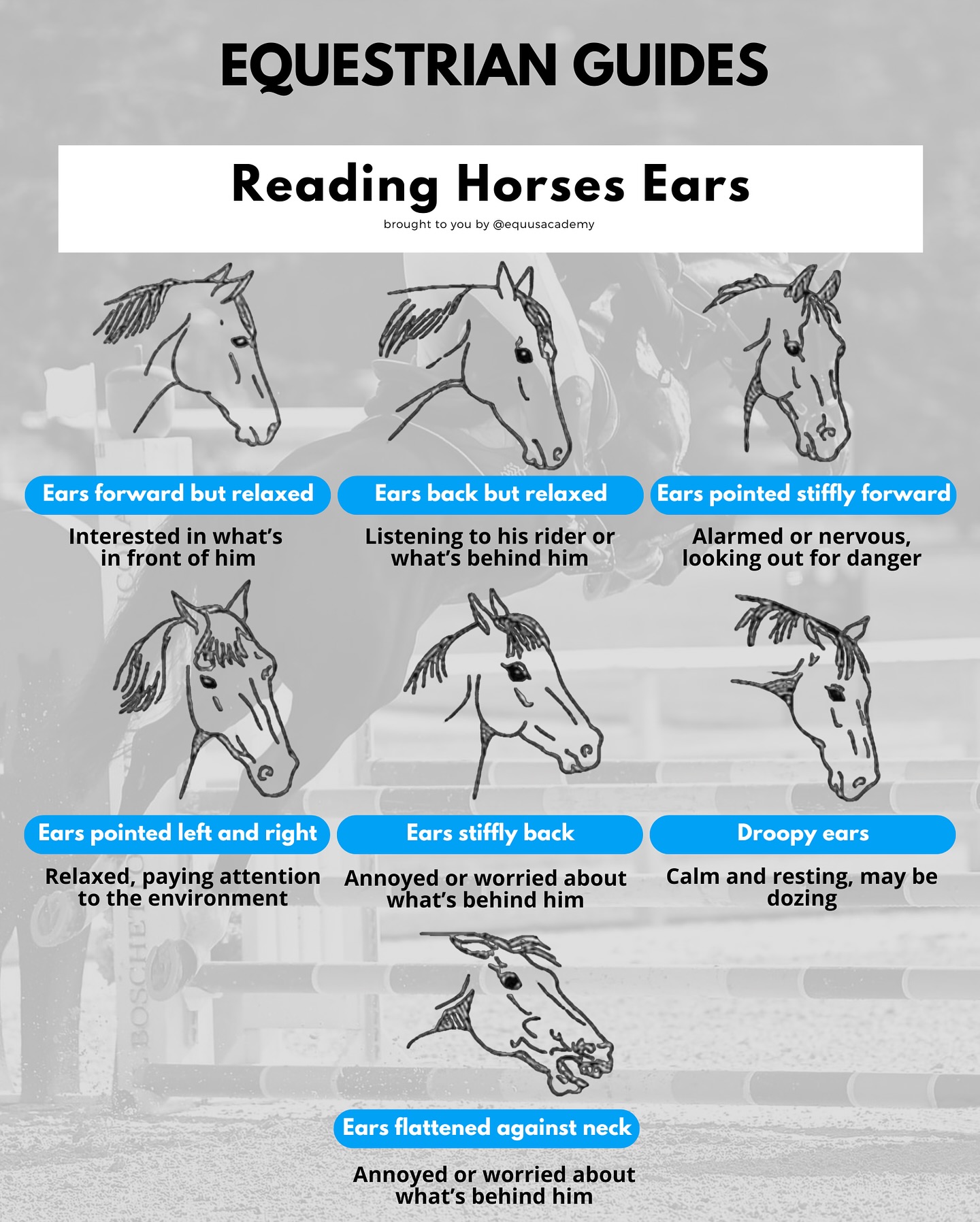 Equus Academy
