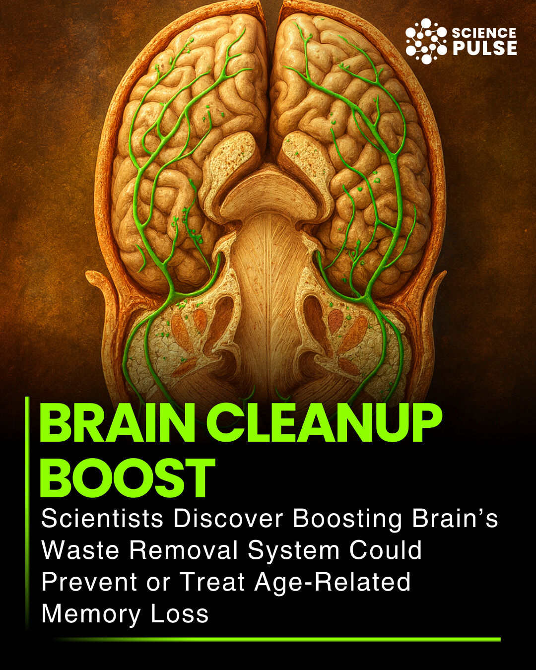The Science - Scientists have discovered that boosting the brain’s ...
