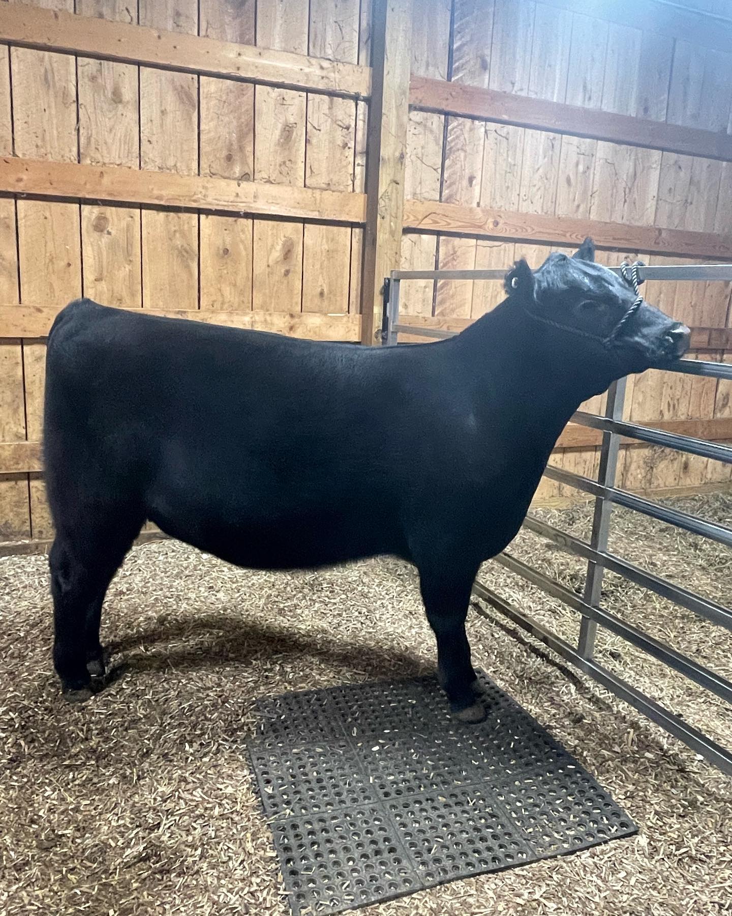 Day Ridge Farm - This is an awesome heifer for Windy Hill... | Facebook