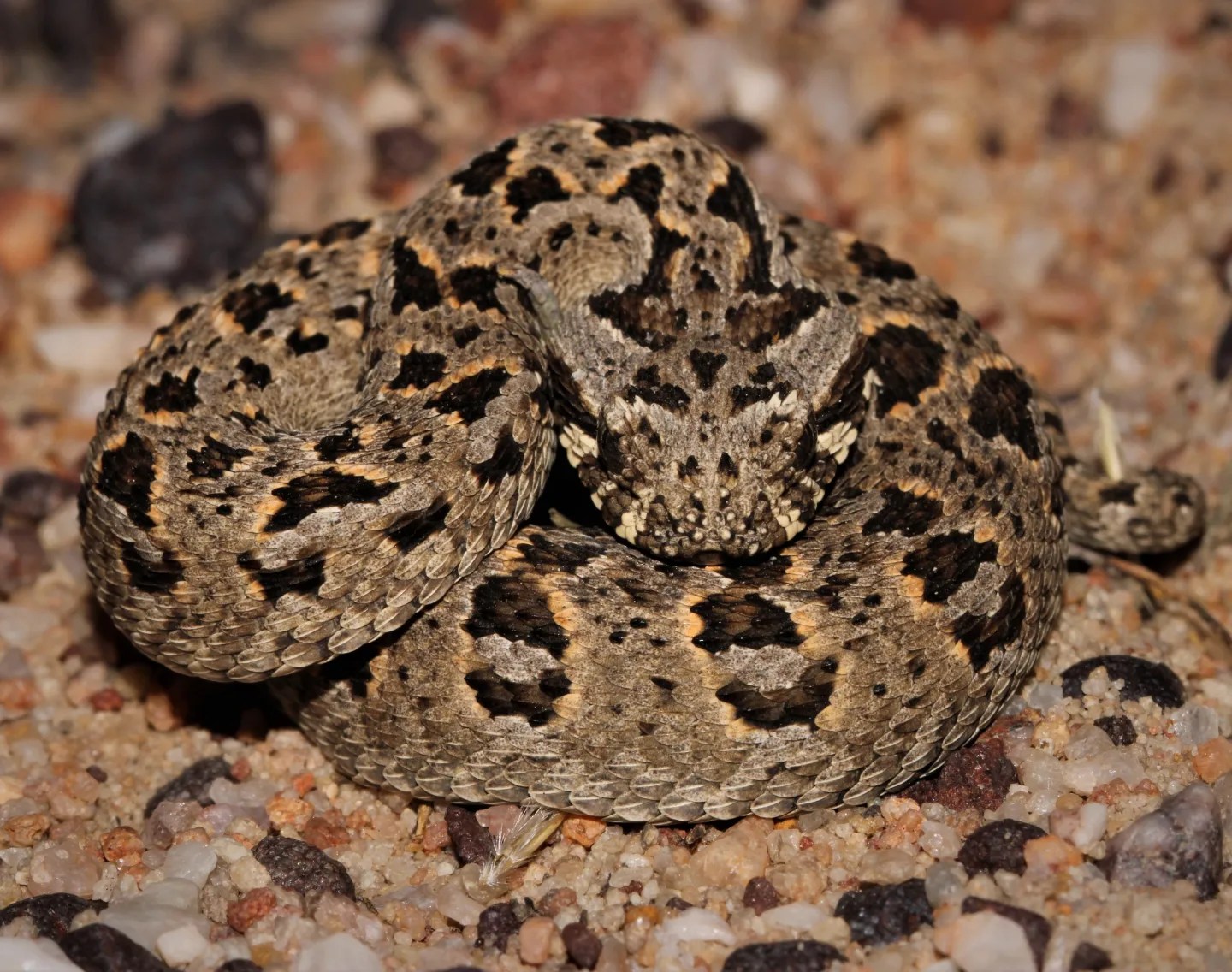 My very first Red Adder (Bitis... - Brian du Preez - Botanist