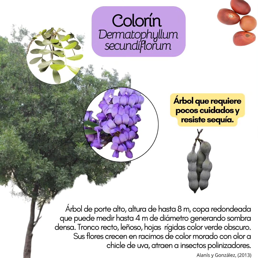 🌳 El árbol de colorín o laurel... - Plantas Nativas Amanita | Facebook