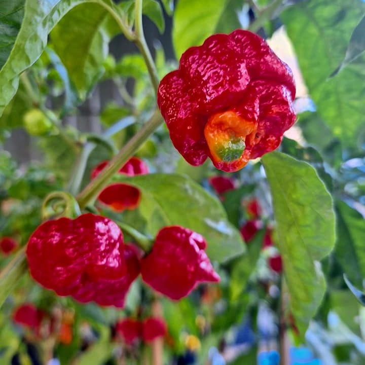 Chilli Heaven // Who likes it spicy?... - Springfield Markets