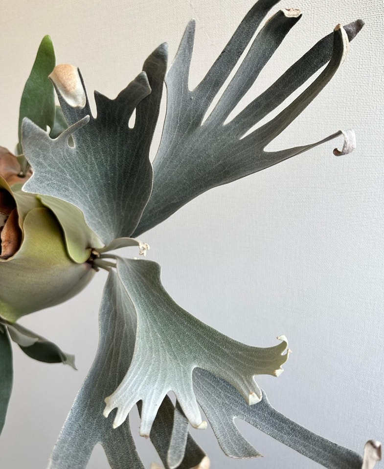 Platycerium White Mr Oat ｜ 白燕麦先生