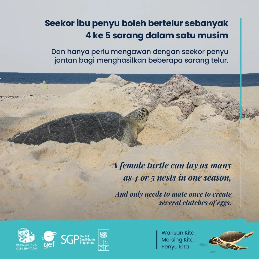 Tengah - #TICTurtleTuesday Sea turtle nesting season is about to begin ...