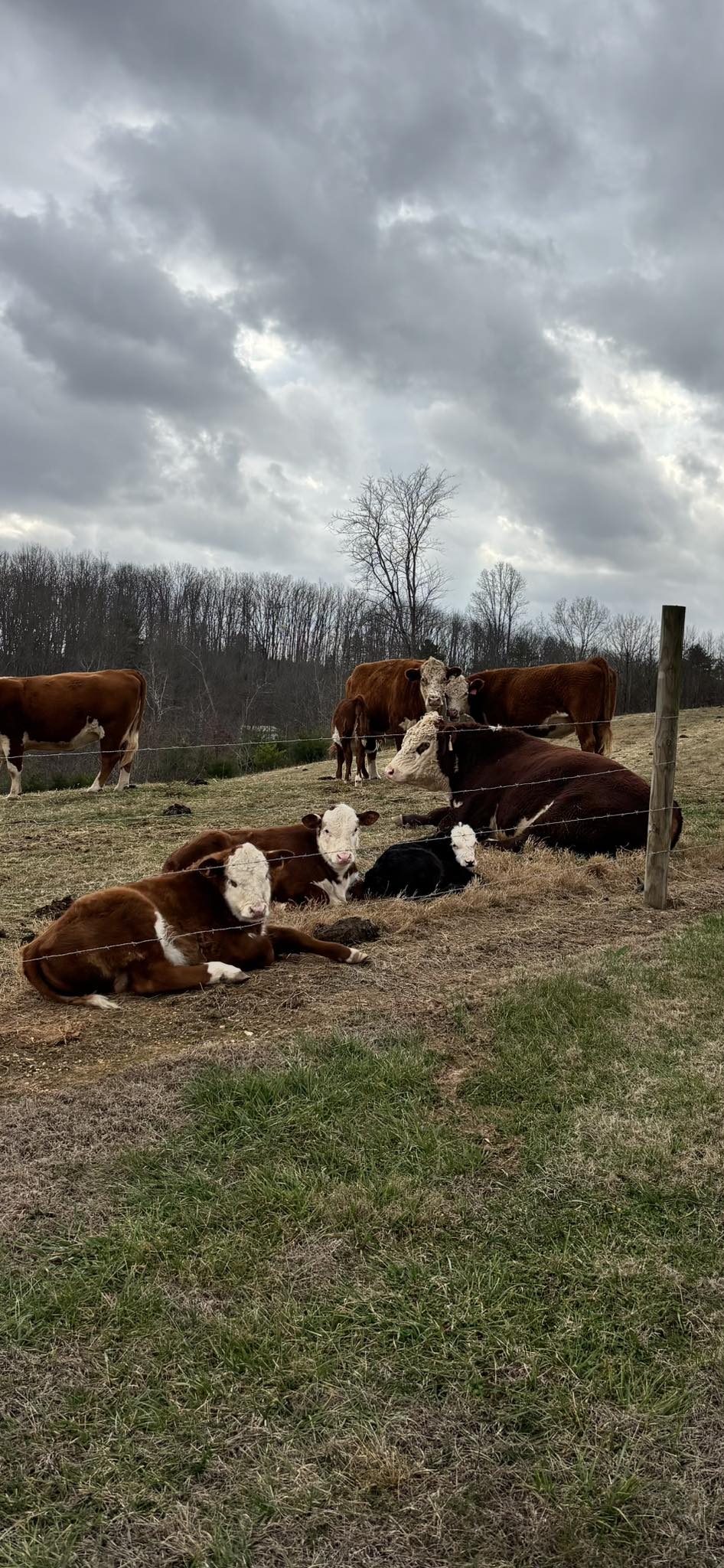Rolling Ridge Farm | Sweetwater TN