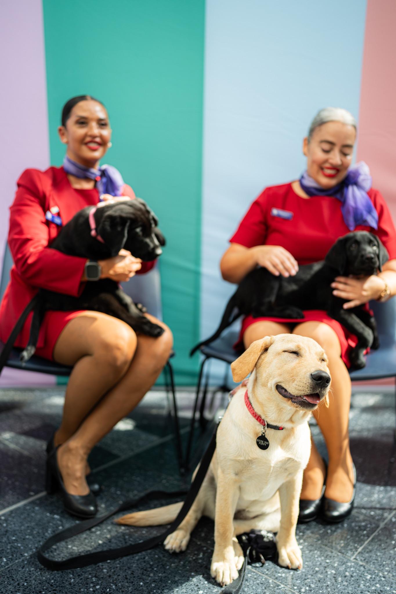 Sydney Airport - Cuteness overload! Today Guide Dogs...