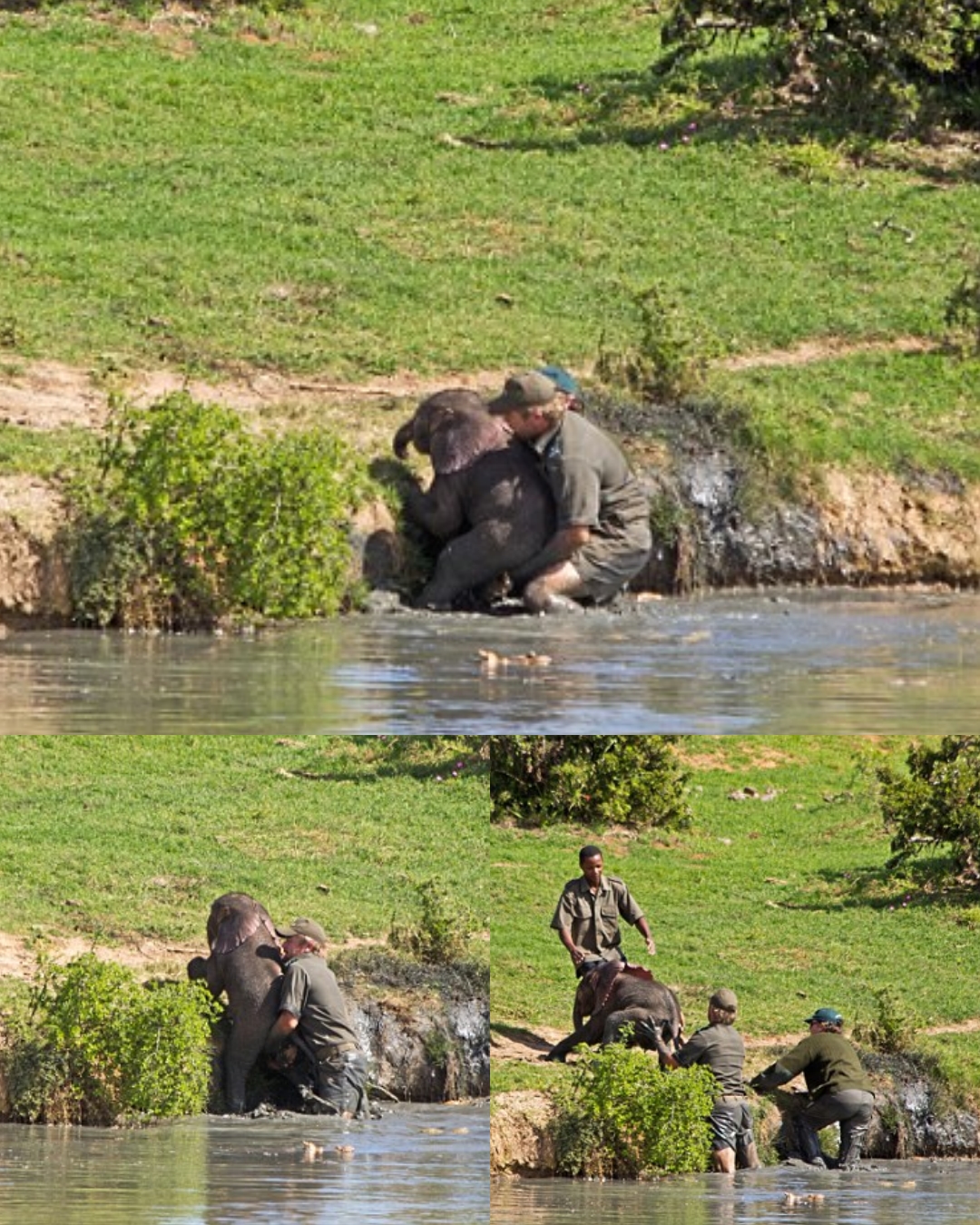 Echoes - In a dramatic rescue, park rangers in South Africa fought to ...